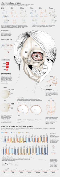 How the Asian face got its unique characteristics .
